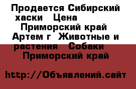 Продается Сибирский хаски › Цена ­ 15 000 - Приморский край, Артем г. Животные и растения » Собаки   . Приморский край